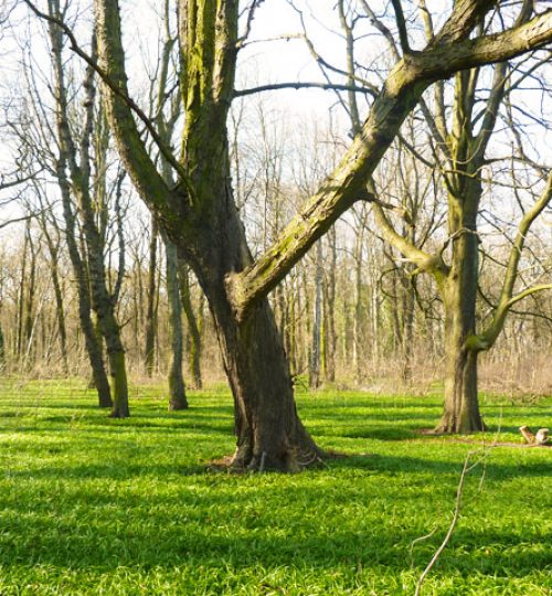 Bäume im Plänter Wald in Berlin, aufrecht und gerade Struktur, stabil wie die Struktur im Taijiquan und Qigong.